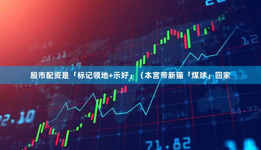 股市配资是「标记领地+示好」（本宫带新猫「煤球」回家